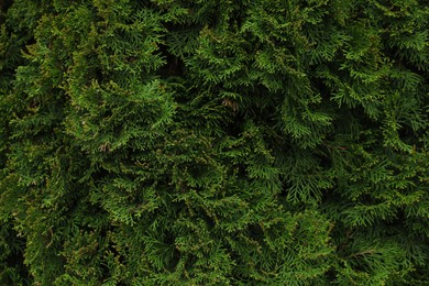 Photo of View of beautiful thuja tree with green branches
