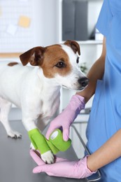 Photo of Veterinarian applying bandage onto dog's paw at table in clinic, closeup