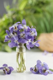Beautiful wood violets on white table. Spring flowers