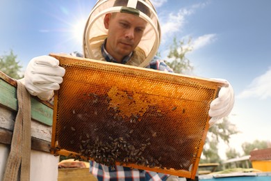 Beekeeper with hive frame at apiary. Harvesting honey