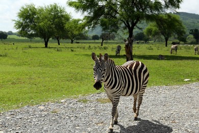 Beautiful striped African zebras in safari park