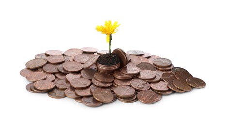 Pile of coins and flower isolated on white. Investment concept