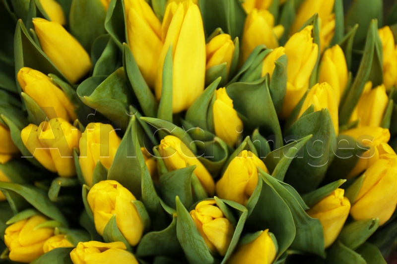 Beautiful bouquet of tulip flowers as background, closeup