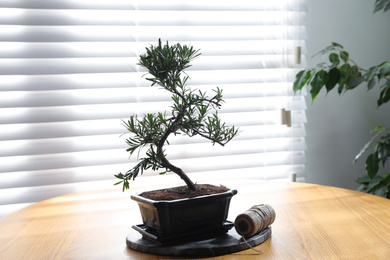 Japanese bonsai plant and rope on wooden table near window. Creating zen atmosphere at home