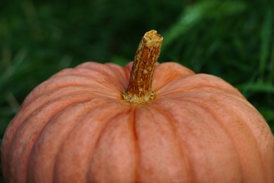 Whole ripe pumpkin among green grass outdoors, closeup