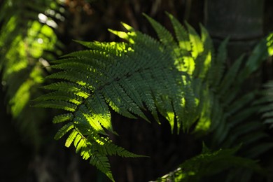 Photo of Beautiful green fern on sunny day in forest