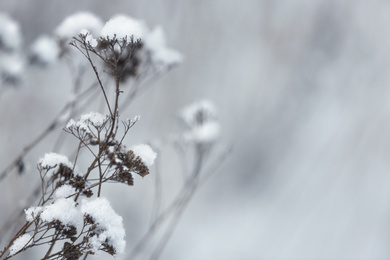 Dry plants covered with snow outdoors on cold winter morning, closeup