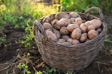 Photo of Fresh ripe potatoes in wicker basket on ground