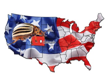 Image of USA map with marked state of Colorado and potato beetle on white background