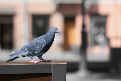 Beautiful grey dove on stand outdoors, space for text