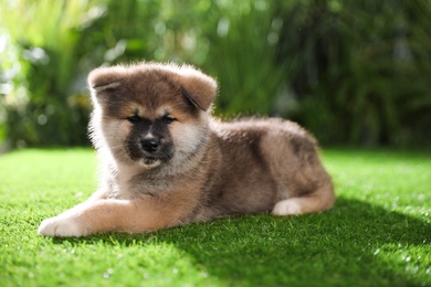 Adorable Akita Inu puppy on green grass outdoors