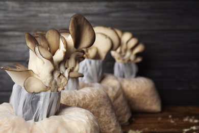 Photo of Oyster mushrooms growing in sawdust on dark wooden background, space for text. Cultivation of fungi