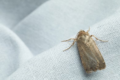 Photo of Paradrina clavipalpis moth with pale mottled wings on white cloth