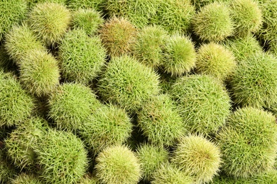 Many fresh sweet edible chestnuts as background, closeup