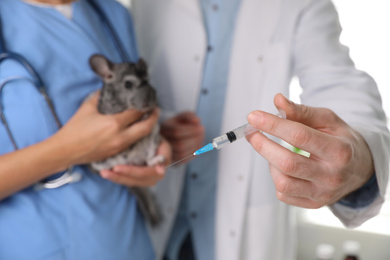 Photo of Professional veterinarians vaccinating chinchilla in clinic, closeup