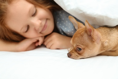 Little girl with her Chihuahua dog under blanket. Childhood pet