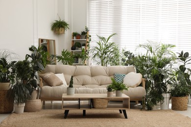 Stylish room interior with comfortable sofa and beautiful potted plants. Lounge zone