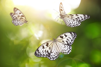 Image of Beautiful rice paper butterflies flying in green garden