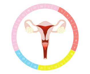 Instruction how to use menstrual cup during period. Female reproductive system and cycle calendar on white background, illustration