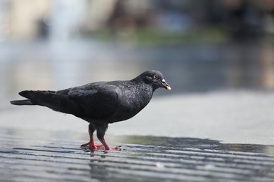 Beautiful black dove on wet pavement outdoors, space for text