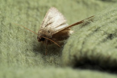 Photo of Paradrina clavipalpis moth on color knitted sweater, closeup