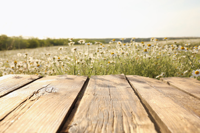 Empty wooden table in blooming chamomile field
