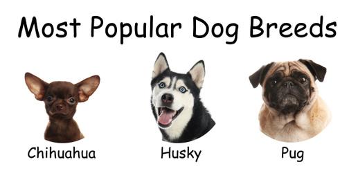 Set of different adorable dogs on white background. Most popular breeds