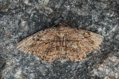 Alcis repandata moth on stone, top view