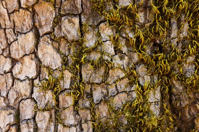 Photo of Tree bark with green moss as background, closeup