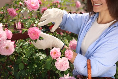 Happy young woman pruning rose bush in blooming garden, closeup