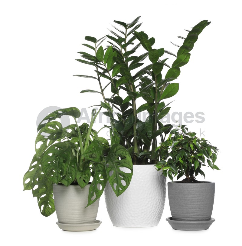 Different beautiful houseplants in pots on white background
