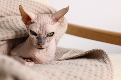 Beautiful Sphynx cat wrapped in soft blanket at home, closeup with space for text. Lovely pet