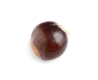Fresh sweet edible chestnut isolated on white