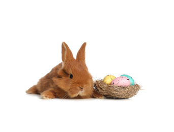 Adorable fluffy bunny near decorative nest with Easter eggs on white background