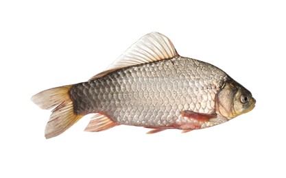 Fresh raw crucian carp isolated on white. River fish