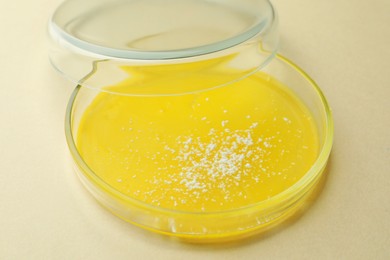 Photo of Petri dish with bacteria colony on beige background, closeup