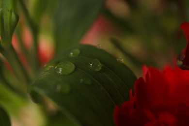 Photo of Beautiful leaf with water drops near flower on blurred background, closeup