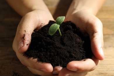 Woman holding soil with seedling at wooden table, closeup