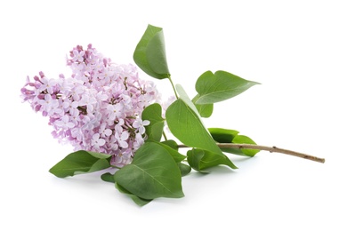 Branch of blossoming lilac on white background. Spring flowers