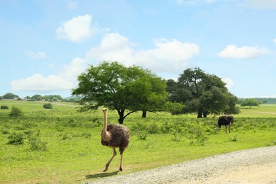 Beautiful African ostrich near road in safari park