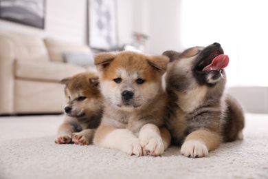 Photo of Adorable Akita Inu puppies on carpet indoors
