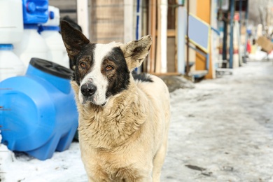 Homeless dog on city street in winter. Abandoned animal
