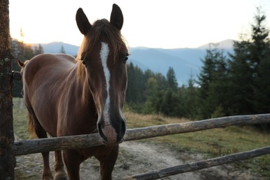 Photo of Beautiful horse near wooden fence in mountains