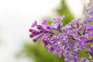 Beautiful lilac flowers with water drops on blurred background, closeup