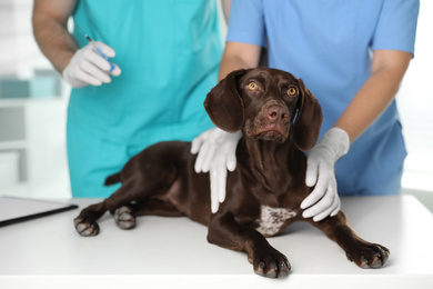 Photo of Professional veterinarians vaccinating dog in clinic, closeup