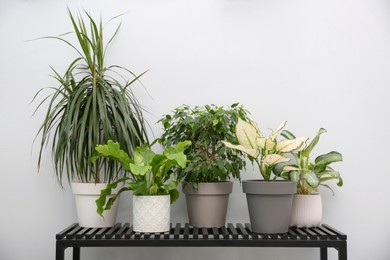 Beautiful potted plants near grey wall indoors. Interior design