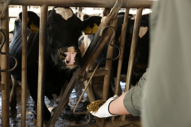 Photo of Worker feeding cow with hay on farm, closeup. Animal husbandry