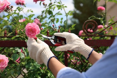 Photo of Woman pruning rose bush in blooming garden, closeup
