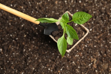 Photo of Vegetable seedling in peat pot on soil