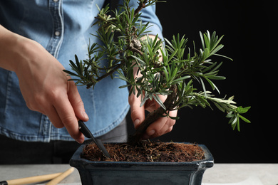 Woman taking care of Japanese bonsai plant, closeup. Creating zen atmosphere at home